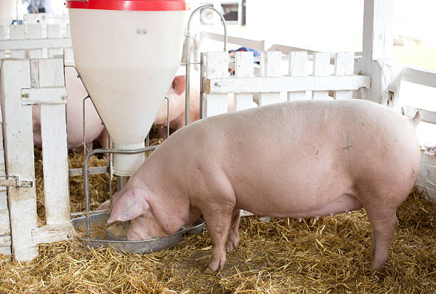 Large white swine (Yorkshire pigs) feeding from plastic hog feeder on ranch