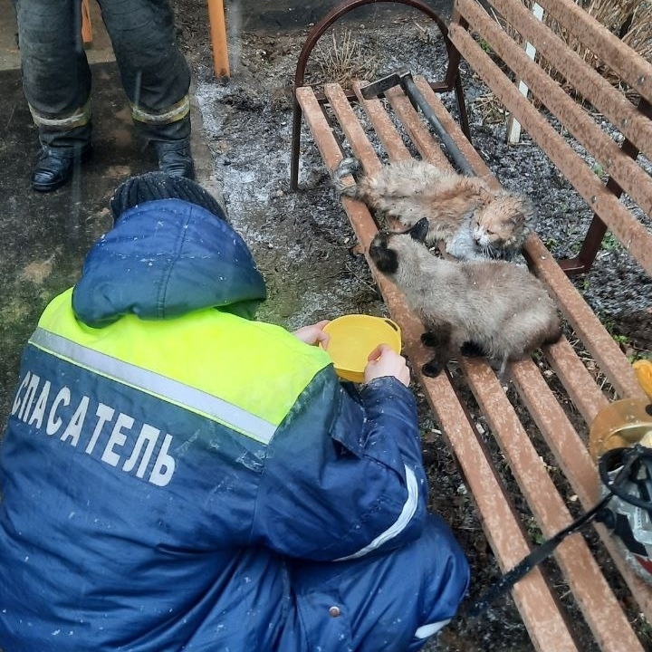котята на лавочке живые после пожара