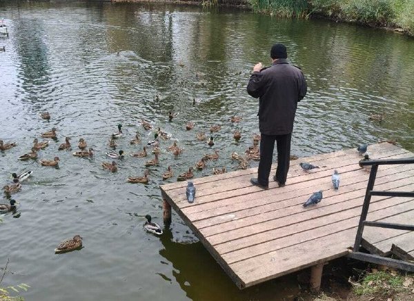 Во Владимирской области утки