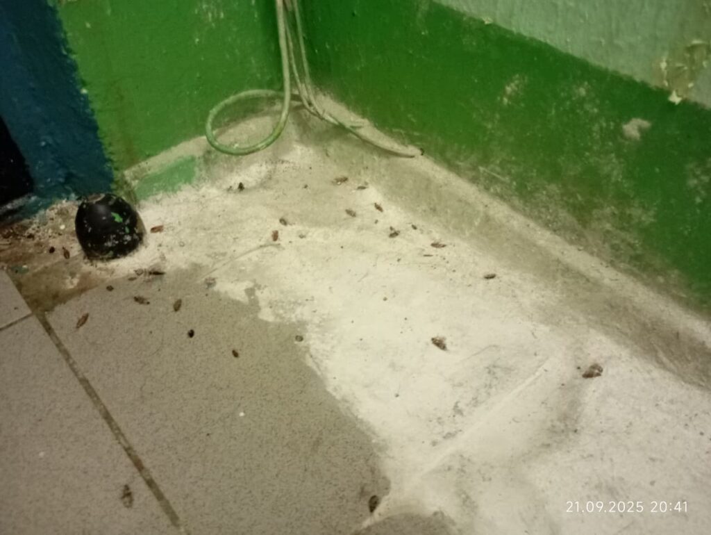 Собаки и тараканы соседей превратили жизнь владимирцев в ад
