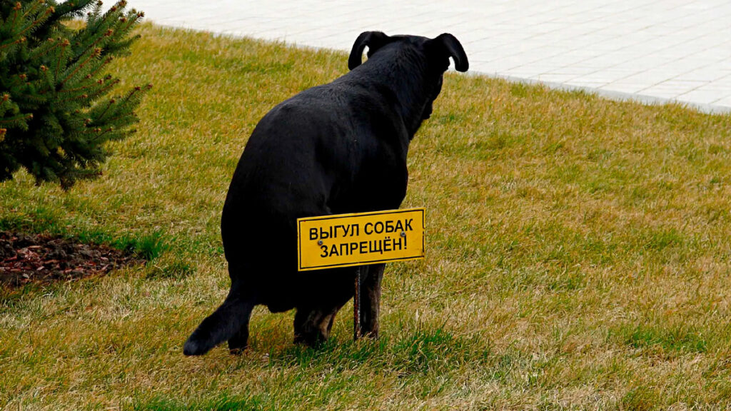 собачьих
