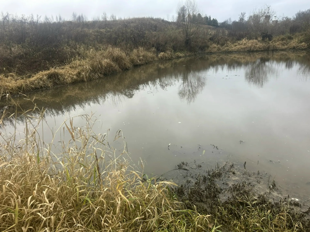 Пекшу загрязнили навозными стоками. Снова погибла рыба. Причастен ли сыровар?